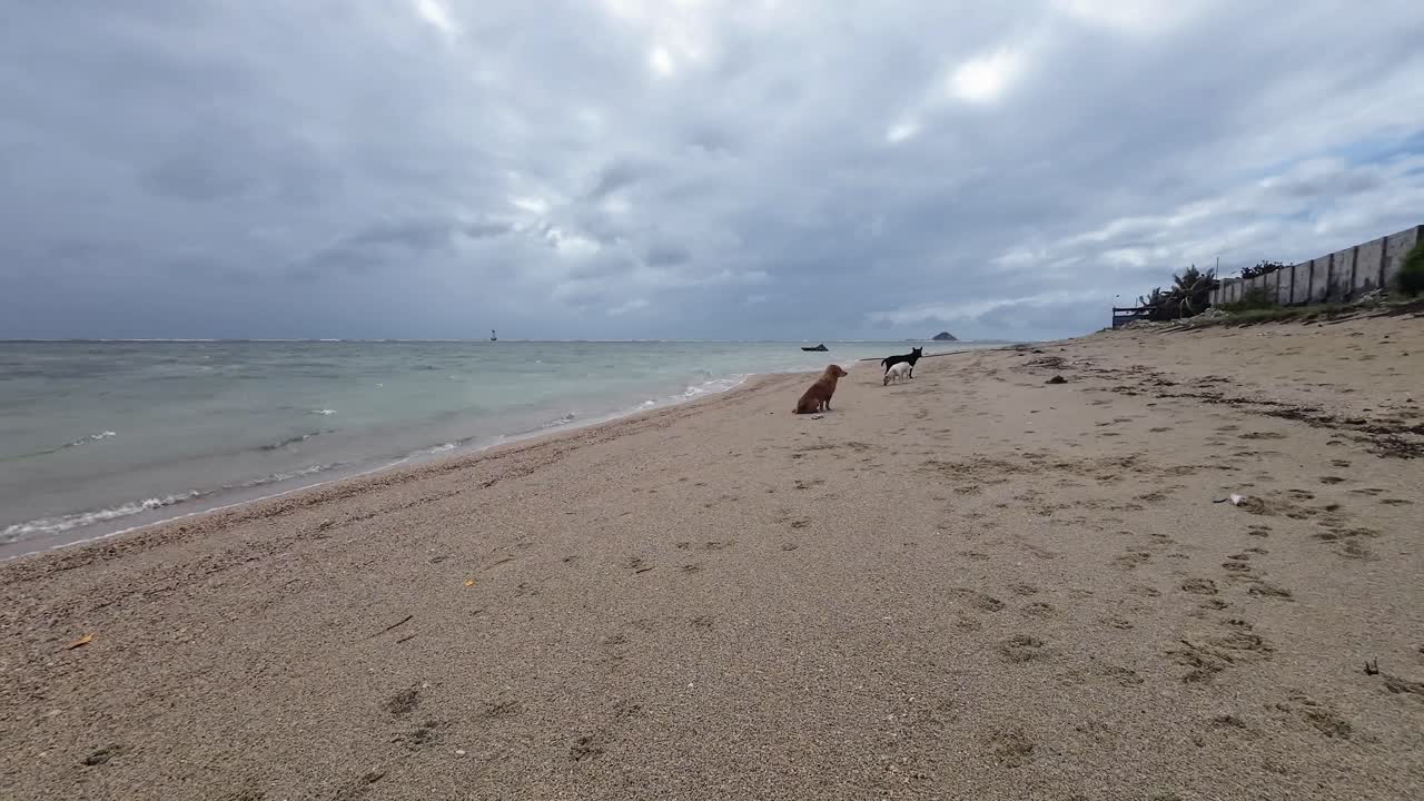 Dog sitting on the sandy beach at My Hoa Lagoon in Vietnam with shallow ocean water and coastal scenery in the background