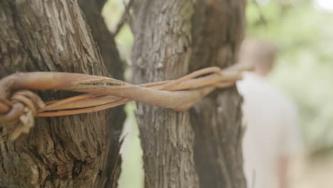 Close-up-slow-motion-footage-of-the-way-a-vineyard-has-tied-their-trees-together-with-vines