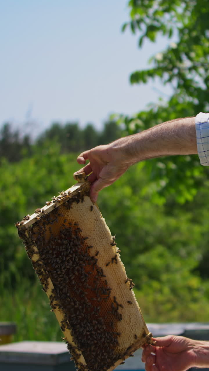 Apiarist pulls the honey comb frame out of hive with bare hands. Beekeeper looks at the heavy frame full of bees on it. Apiary against nature background. Vertical video