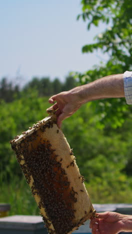 apiarist pulls the honey comb frame out of hive with bare hands. beekeeper looks at the heavy frame full of bees on it. apiary against nature background. vertical video