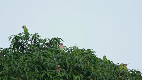 en la parte superior de un árbol de mango en el lado izquierdo mientras que otros se ven cabezas sobresaliendo del follaje, periquito de pecho rojo psittacula alexandri, tailandia