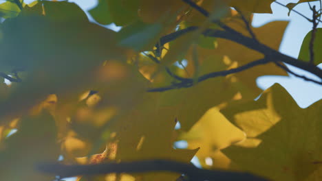 Colorful-maple-branches-closeup-soft-focus.-Yellow-foliage-swaying-wind.