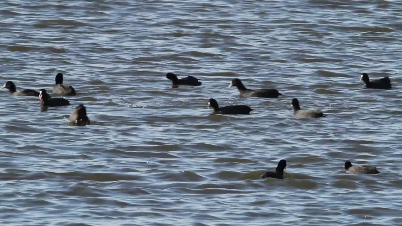 Swimming and eating in open water