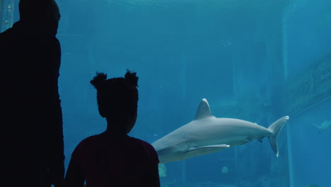 father with little girl at aquarium looking at shark tank teaching curious child about sea life dad showing daughter dangerous marine animals in oceanarium