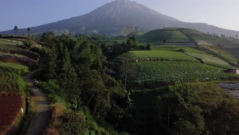 Aerial-trucking-of-beautiful-vegetable-Plantation-and-Mount-Sumbing-in-background---Sunny-day-in-Central-Java,Indonesia