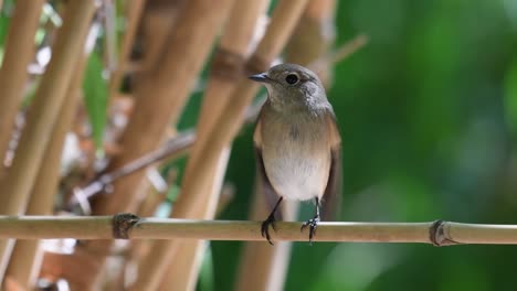 Taiga-Fliegenschnäpper,-Ficedula-Albicilla