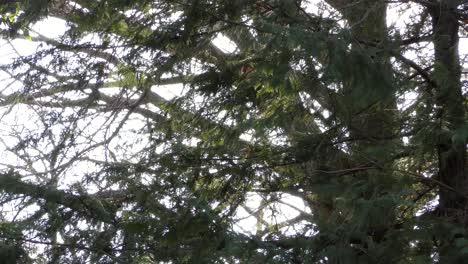 Conifers-trees-in-Musashiseki-Park,-Tokyo,-Japan