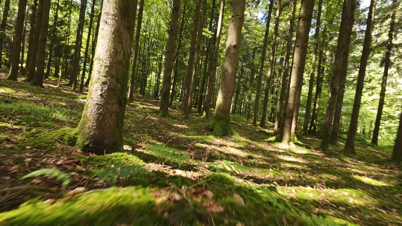 experimentar la magia de un bosque empapado de sol en verano