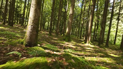 Erleben-Sie-Den-Zauber-Eines-Sonnendurchfluteten-Waldes-Im-Sommer