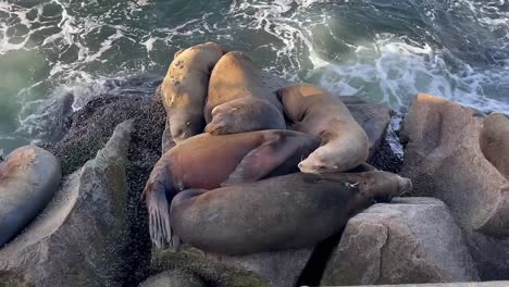 Leones-Marinos-Descansando-En-El-Puerto-De-La-Bahía-De-Monterey