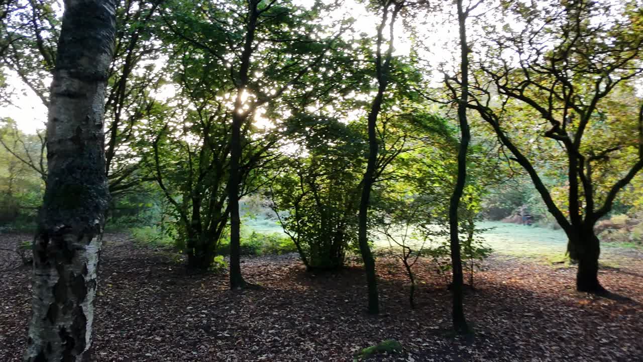 가을 에 빛 이 비치는 숲 길