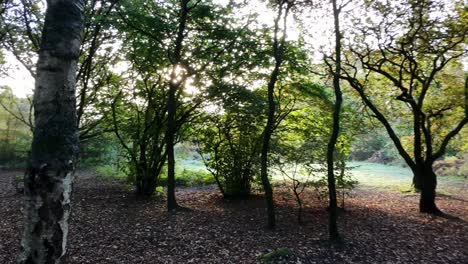 camino del bosque iluminado por el sol en otoño