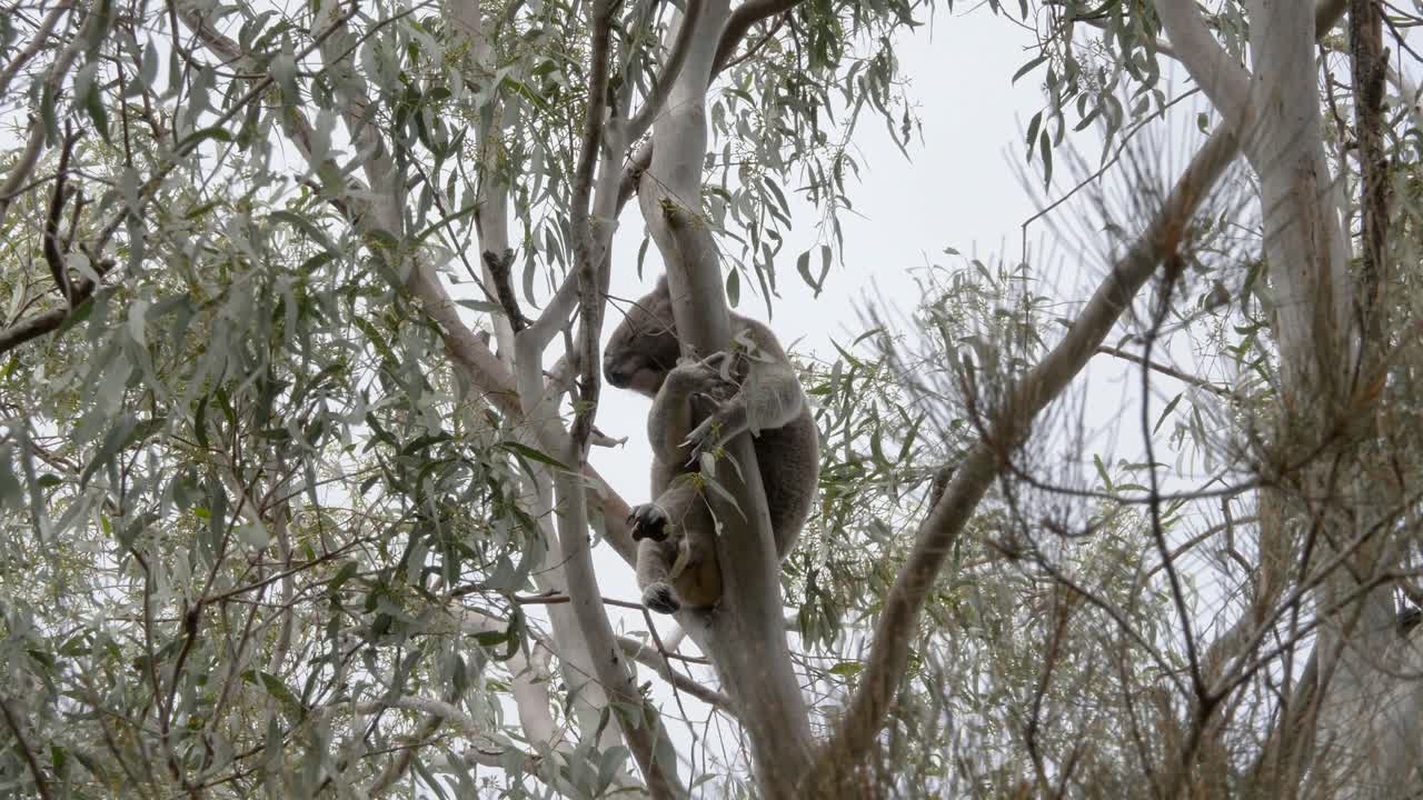 Grande koala maschio australiano si aggrappa saldamente a un albero di eucalipto che ondeggia nella brezza
