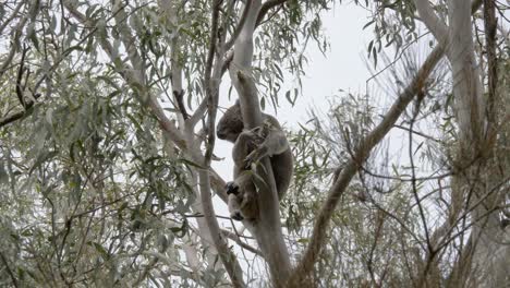 large australian male koala clings tightly to a eucalyptus tree swaying in the breeze