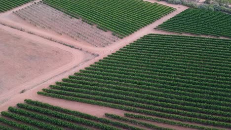 Exuberante-Viñedo-En-El-área-De-La-Bodega-En-La-Región-De-Riverland,-Sur-De-Australia---Disparo-Descendente-De-Drones