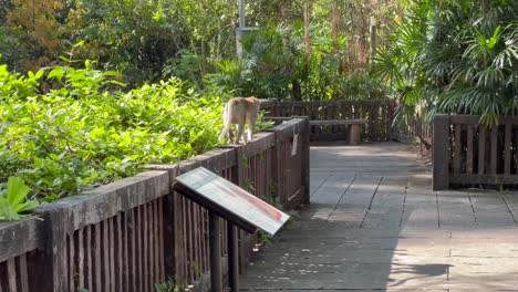 mono caminando a lo largo de una valla de madera en el zoológico