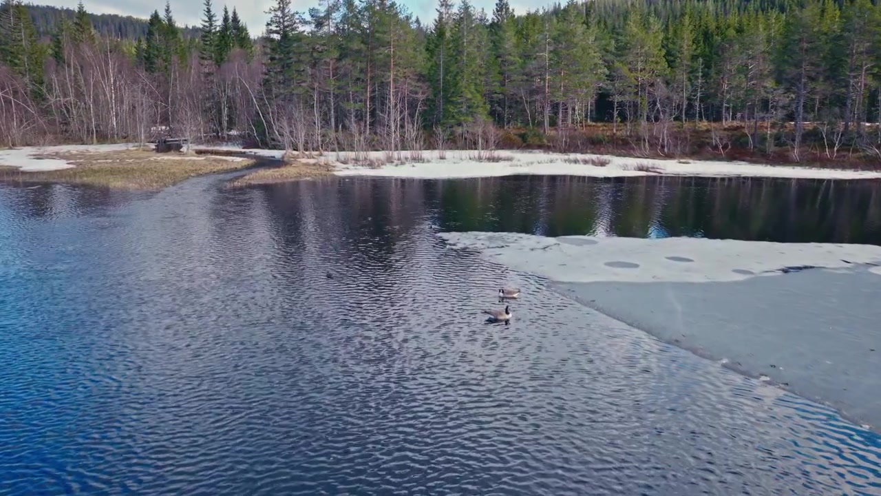Kanadanhanhet kokoontuvat talvisella järvellä Norjassa, osittain jäätyneen veden äärellä – dronekuva