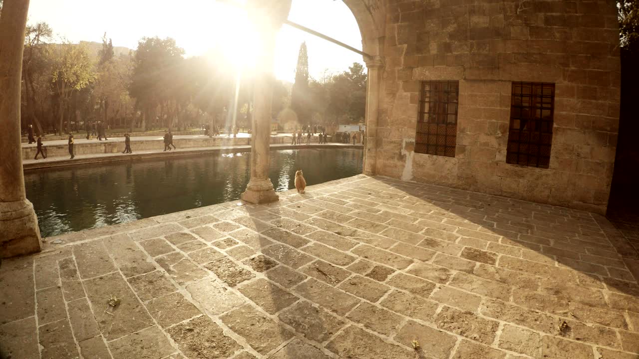 Gatto seduto nel cortile della Moschea di Halil-ur-Rahman vicino alla Piscina dei Pesci Sacri di Balikligol a Urfa