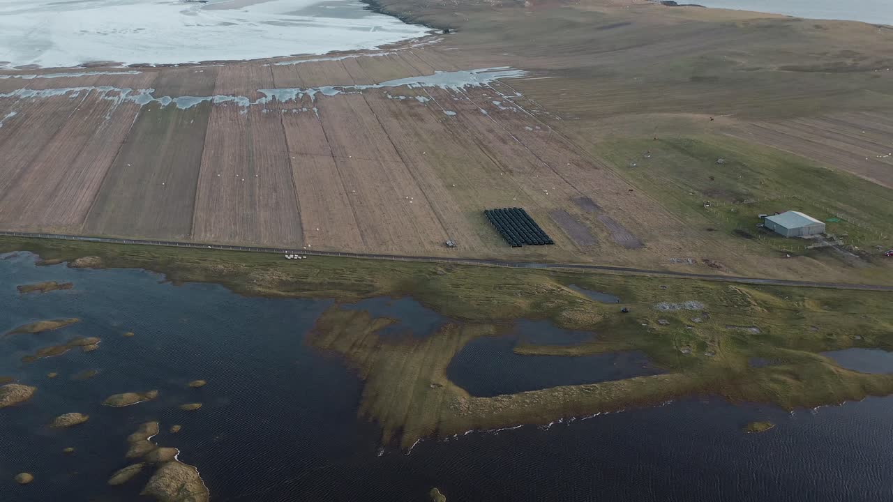 tiro dinámico e inclinado de un dron de ovejas siendo pastoreadas por un crofter en la playa de berneray, con el machair en el fondo