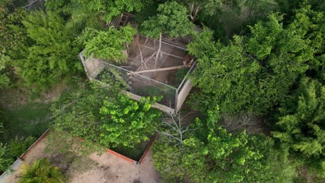 Wild-Puma-in-a-cage-in-an-animal-rescue-center-in-Bolivia