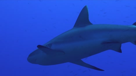 tiburón gris de arrecife pasando de cerca por debajo