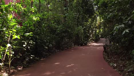 Lebhafter-Waldweg,-Wunderschöne-Regenwald-Wanderroute