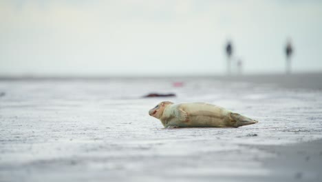 baby harbor seal lying on beach, blurred people playing in background