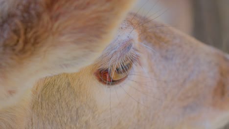 closeup of a deer's eye