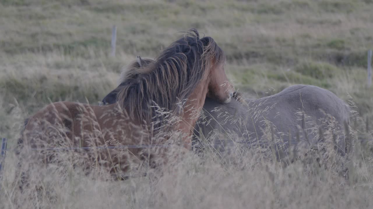 caballos mordiéndose la espalda en un campo de hierba alta en islandia
