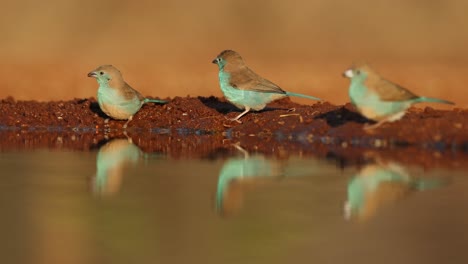 medium shot of three blue waxbills sitting and drinking at the edge of a waterhole in front of an underground hide, greater kruger.