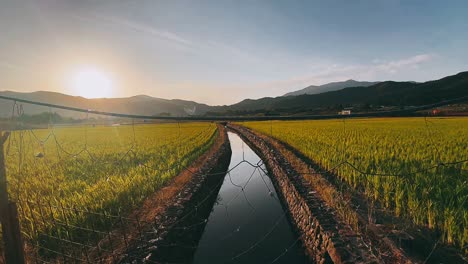 sunrise over a rice paddy field with irrigation canal