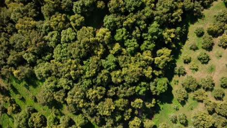 DRONE:-TOP-DOWN-VIEW-OF-A-AVOCADO-FIELD-AT-NOON-IN-URUAPAN-MICHOACAN