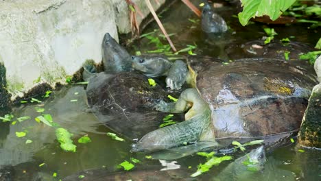 terrapinas que interactúan en un recinto lleno de agua