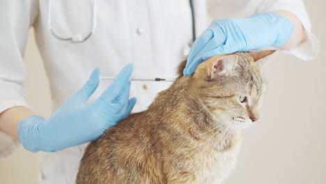 veterinarian makes the vaccine to cat.