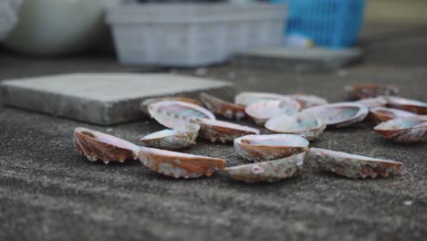 Japanese Abalone &quot;Awabi&quot; Shells after cleaning on docks