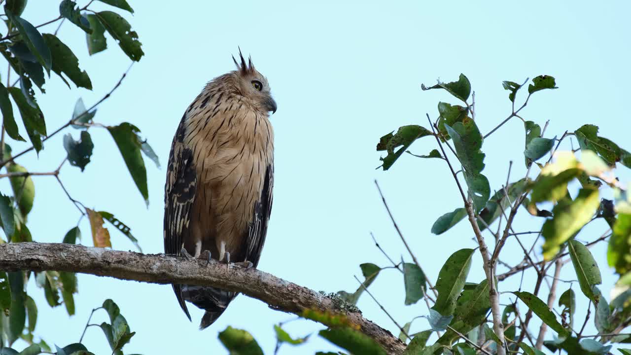 mirando hacia la derecha luego hacia la cámara mientras se alza en una rama perfecta para mostrar su cuerpo completo, buffy fish owl ketupa ketupu, tailandia