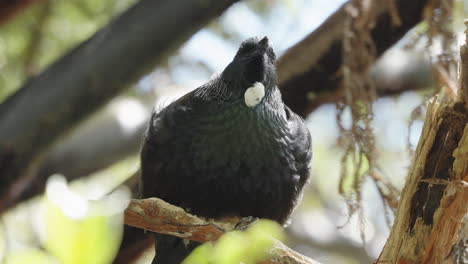 closeup of tui bird on the tree with distinctive white throat tuft - endemic bird in new zealand