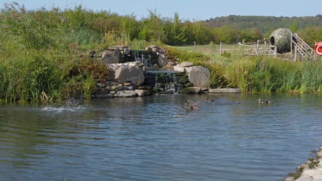 Ducks-playing-and-splashing-around-in-a-pond-in-the-English-county-of-Gloucestershire