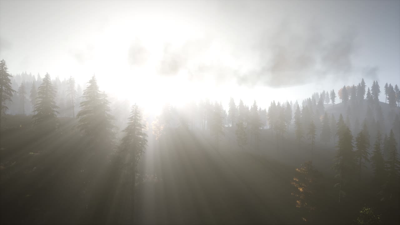 солнечные лучи через деревья