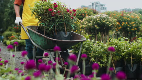 gardener using a wheelbarrow indoors