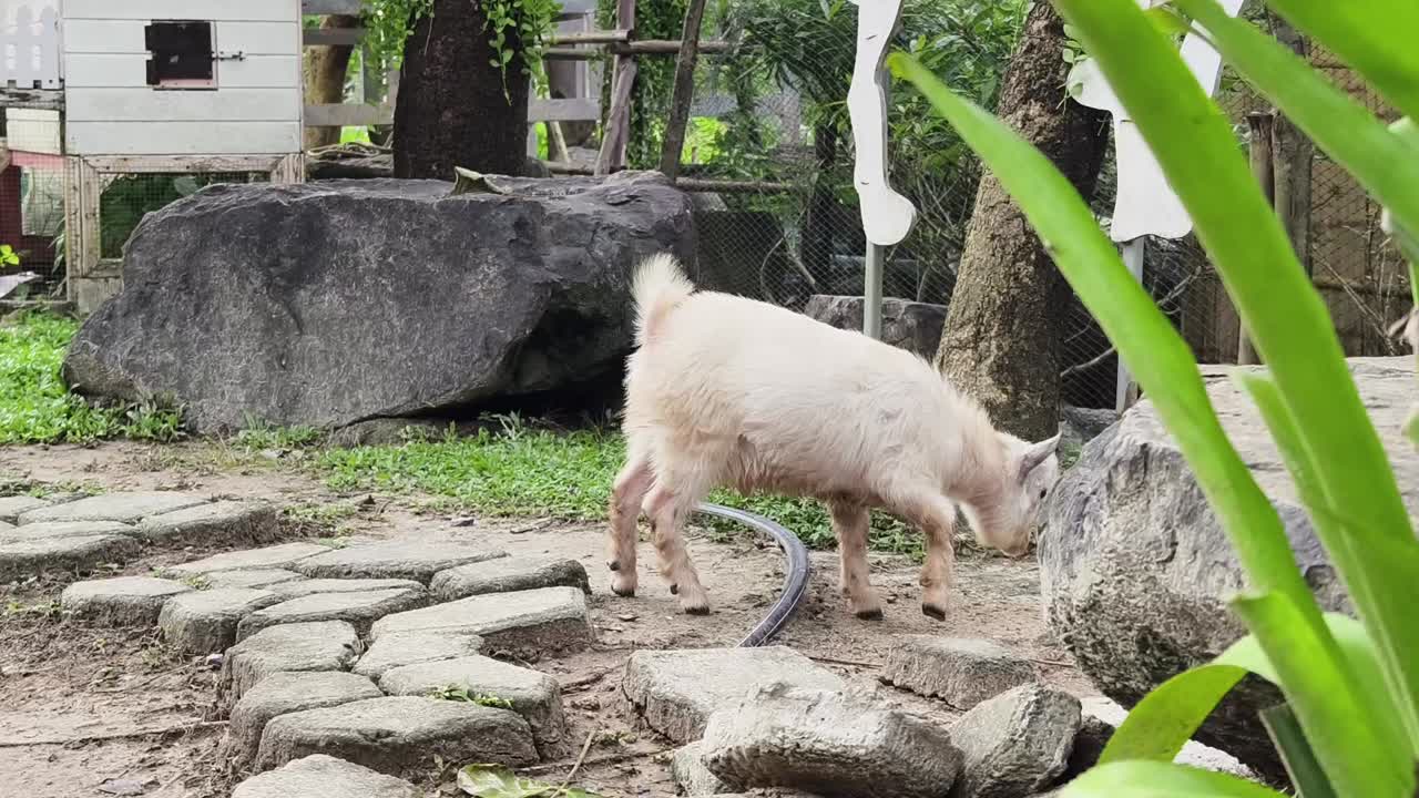 동물원 에 있는  염소