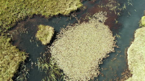 low slow flight looking down at a small meadow pond, with a slight breeze on a summer day