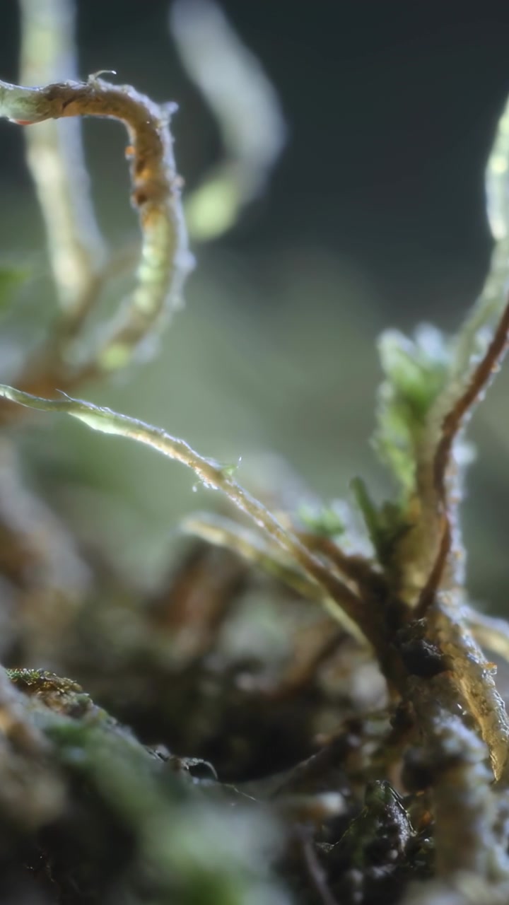 Video verticale: Lente in movimento che rivela steli di muschio che ondeggiano sul terreno, mostrando goccioline e ragnatele.
