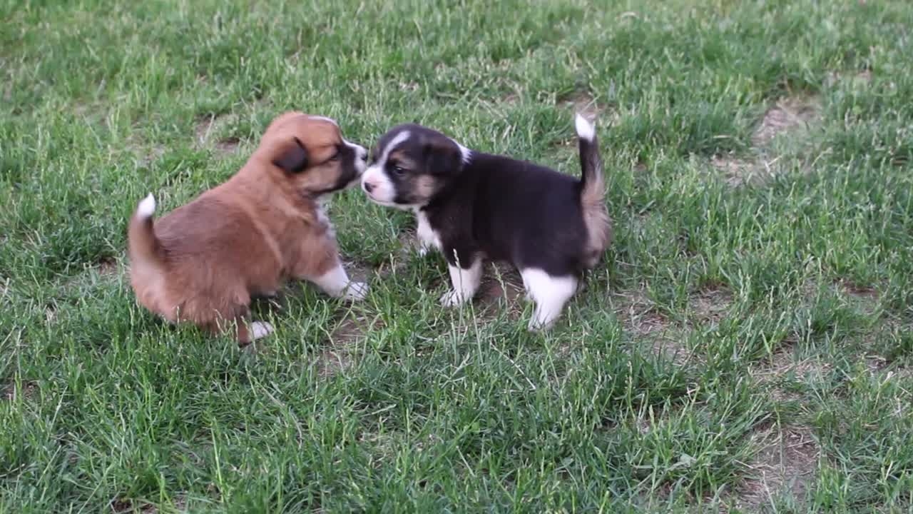 Two puppies playing fighting together