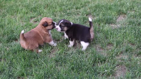 twee puppy&#39;s die samen vechten