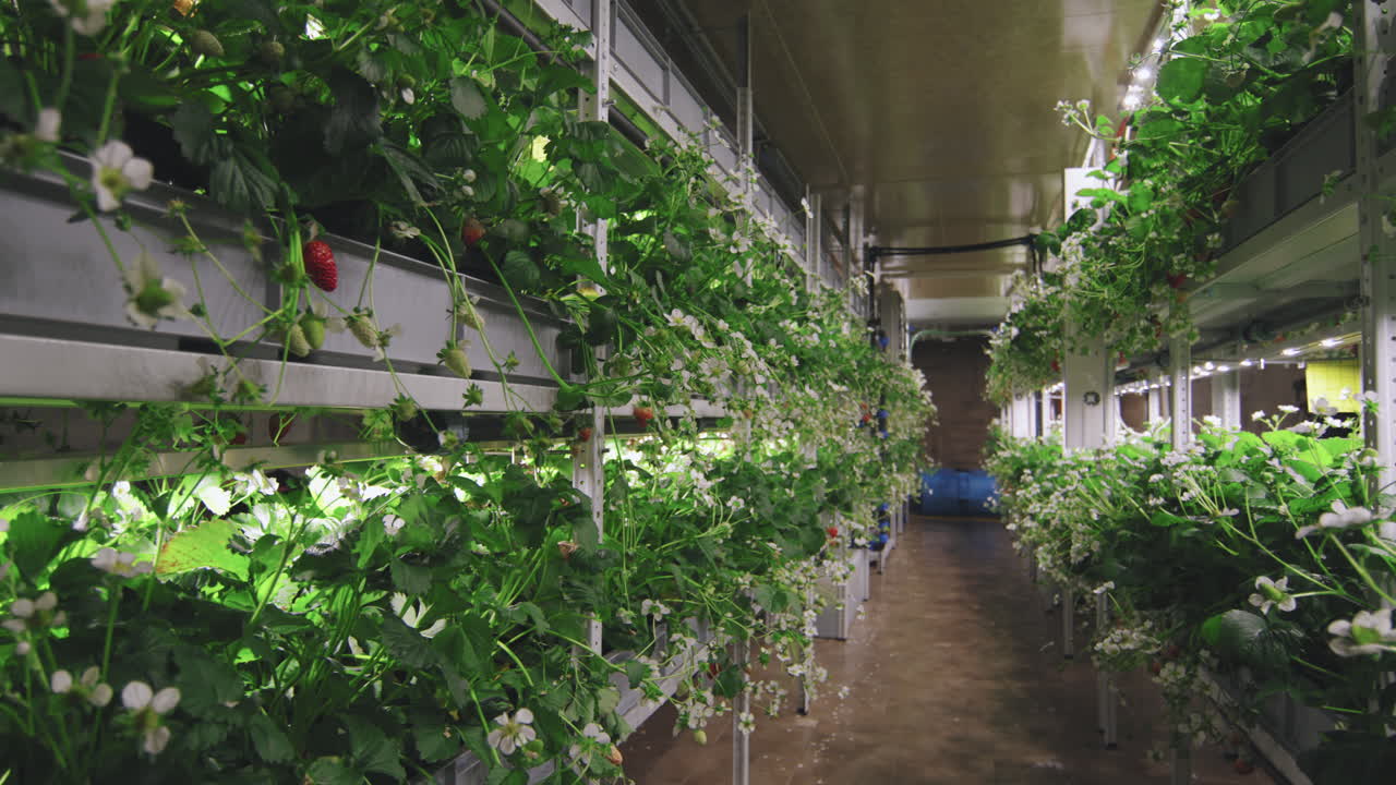 Indoor Vertical Strawberry Farm