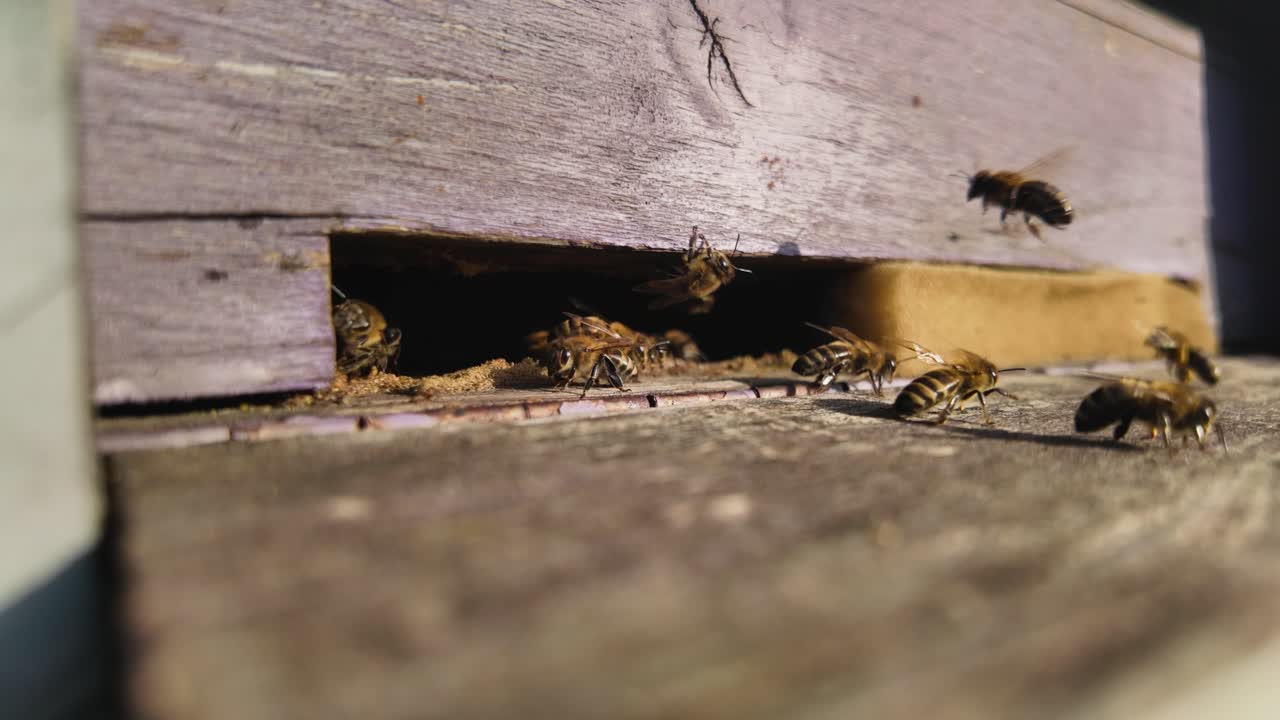 Bees guarding hive entrance in slowmotion