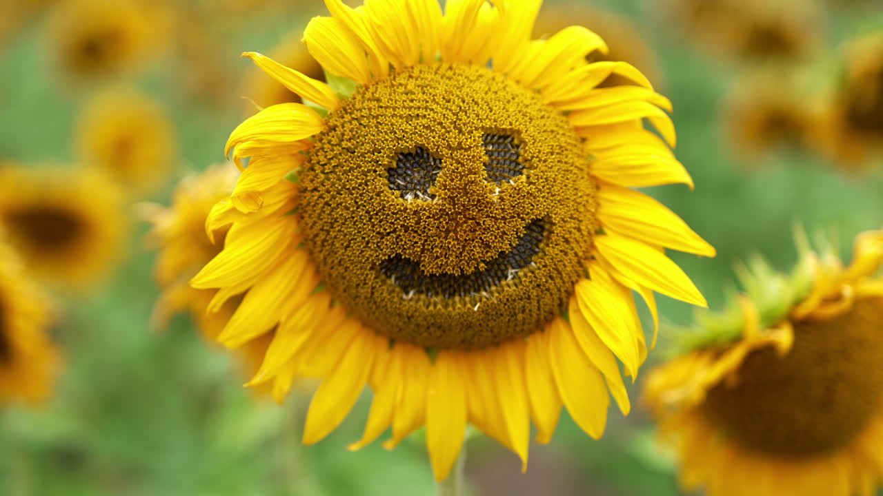 Seeds seen in the holes of a sunflower. Funny face made from a blooming seed flower in the agricultural field. Close up.
