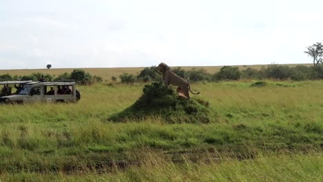 Male-lion-looking-for-a-prey-from-a-small-mound-in-the-African-savannah