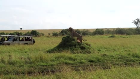 león macho en busca de una presa de un pequeño montículo en la sabana africana